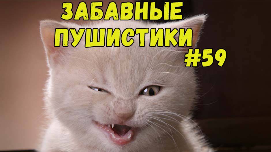 Я РЖАЛ ДО СЛЕЗ 😹 СМЕШНЫЕ КОШКИ И СОБАКИ  СМЕШНЫЕ ЖИВОТНЫЕ 2025 😹 ЛУЧШИЕ ПРИКОЛЫ #59