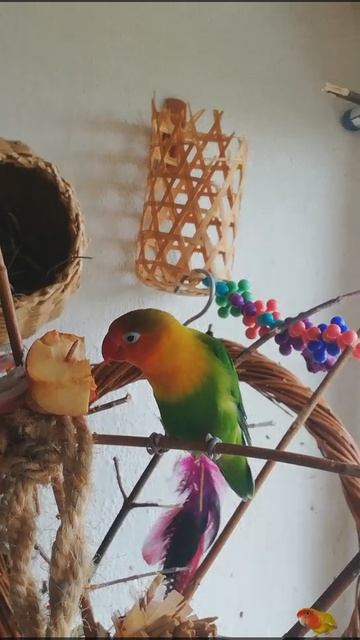 Snapchat-1554911761.mp4