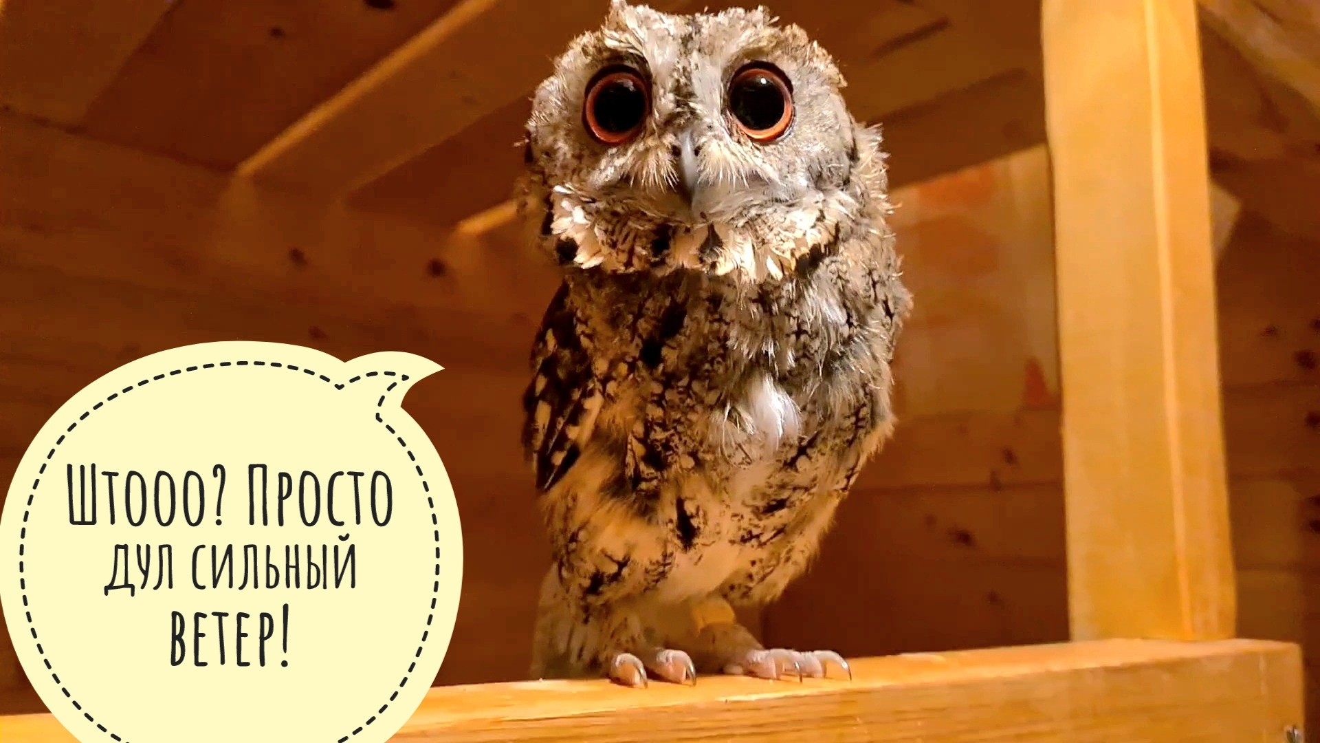 Начала кормить сов засветло, а закончила опять ночью. Сова Одуванчик облетает! Очень красивая орха