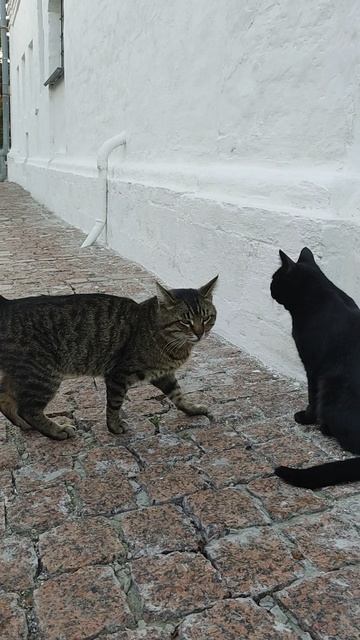Встреча с котейками Новоспасского монастыря😻❤️🙂#Москва. Крестьянская пл. 22.05.2025 #russia#cat