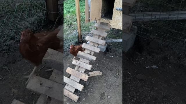 Загоняем Курей спать