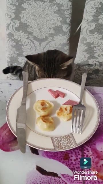 Таких воспитаных котов не бывает