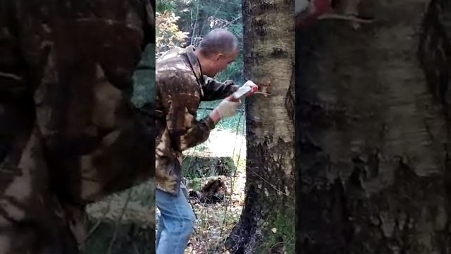 Жендос рубит дерево