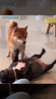 Ожесточенное сопротивление😂