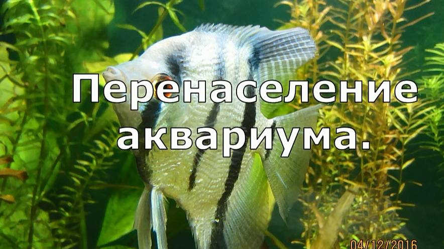 Перенаселение аквариума, это сколько?