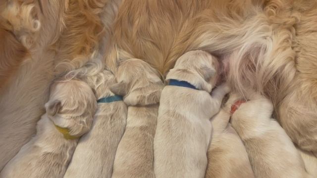 Новорожденные щенки Золотистого ретривера