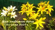 01.07.2025 _ Моя любимая дача