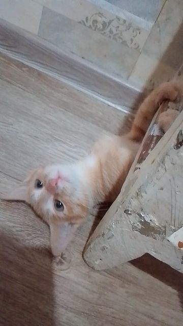 котенок играется часть 2
