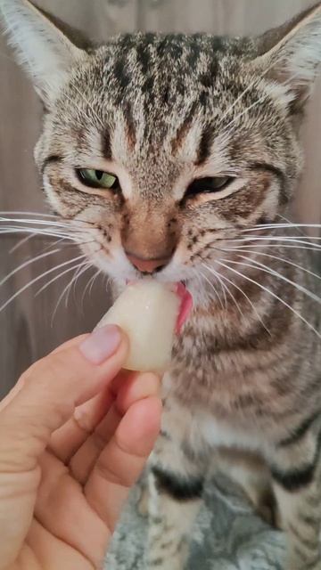 Баксик любит дыню