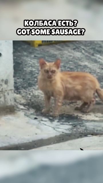 У кота серьезный вопрос by Solntsev #кот #котик #мем #рокмузыка #rockmusic #cat