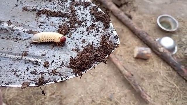 Онуфриево. Что это?