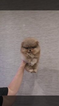 #шпицы #шпицсоболь