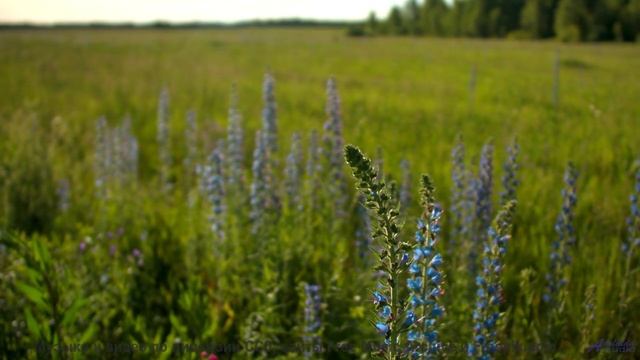 Ты НЕ ЗНАЛ, что Земля ТАКАЯ! - Corridors -- Red Crickets -- Red Crickets