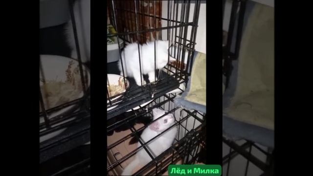 Так должно быть: бездомные животные и их дети должны иметь дом и ИХ ДОЛЖНЫ ЛЮБИТЬ ЛЮДИ.