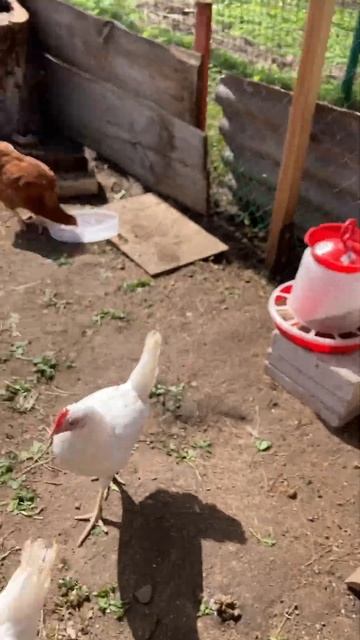 Кормим куриц, ждём яиц #chicken #дача #курицы