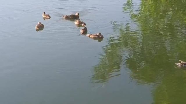 Ондатра,черепашка,утки..Кто только не живёт на озере🙃