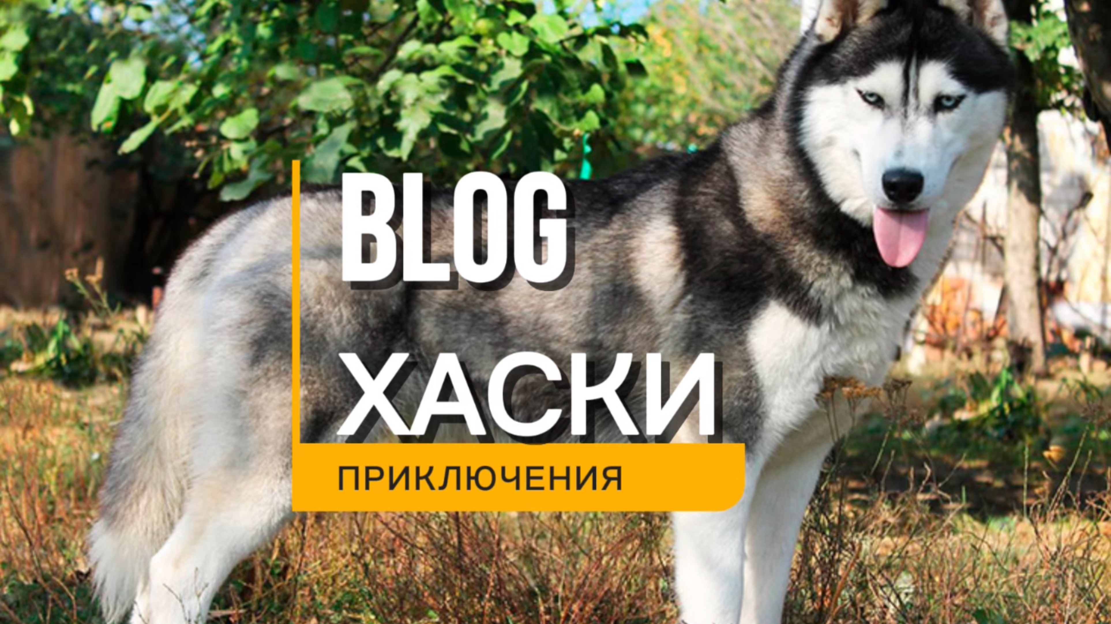 ВЛОГ:С ХАСКИ 🔥