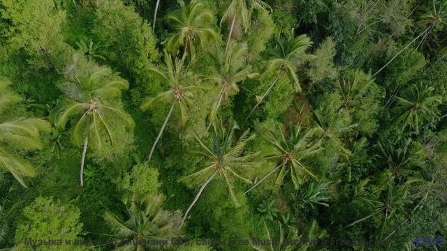 Каждый звук в этом видео дышит, и ты дышишь вместе с ним - Symphony No. 1 II. Truth -- Steve Combs -