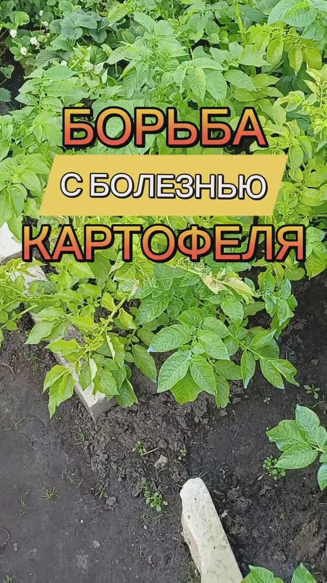 Продолжаем борьбу с болезнью картофеля 🤗