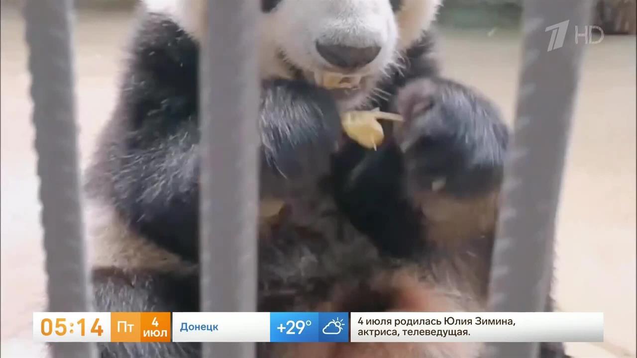 Панду Катюшу угостили пандо-шашлычками из моркови и яблока: видео