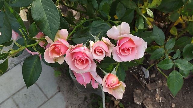 Роза Поэзия (Poesie)