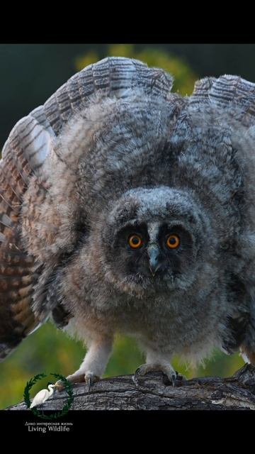 Грозный совёнок | angry owl chick