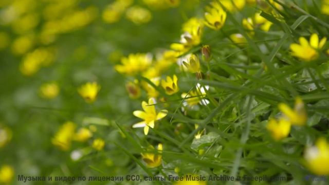 Саунд окутывает, как туман над лесами - Slow Motion -- Jane Weaver -- Live at WFMU for Sophisticated
