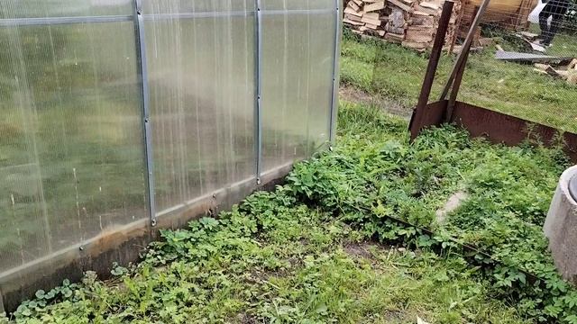 Дача. 5 июля. 2025.