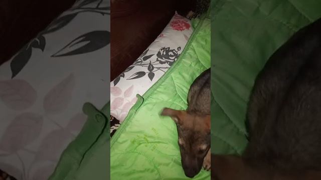 #сезонконтетаRUTUBE
Бессоница замучила.
Хочется гулять