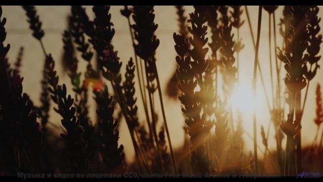 Самая чарующая музыка на фоне рассвета - Trauma -- HoliznaCC0 -- Left Overs