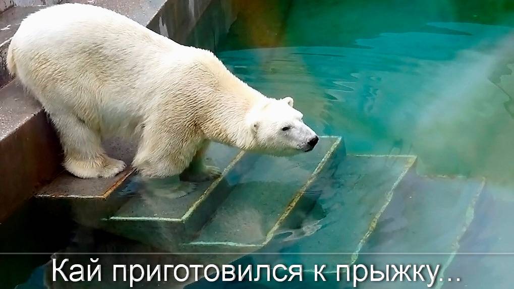 Белый медведь Кай ловит живую рыбу в прыжке, а Герде пришлось помогать.