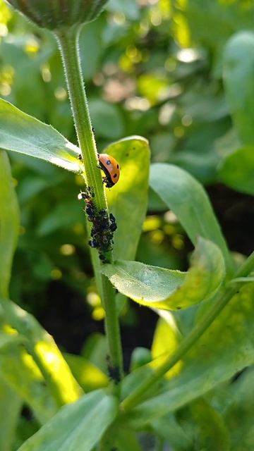 Божья коровка уничтожает тлю 👍