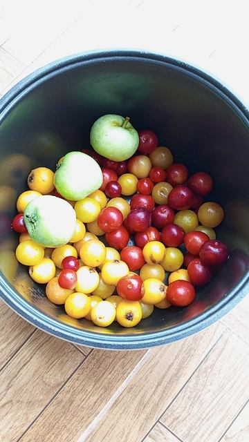 АБХАЗИЯ 2025, ПРО ДЕРЕВО МУШМУЛА, ч.9