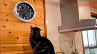 Кот смотрит на часы Пора