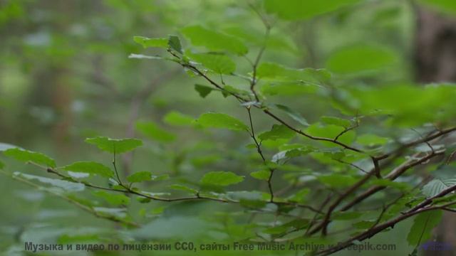 Саунд разрывает шаблоны о том, как должна звучать природа - Can You Feel It -- Ryan Andersen -- Pop