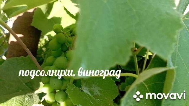день дачника...,про дыни, виноград, подсолнухи, помидоры, огурцы, перец...
