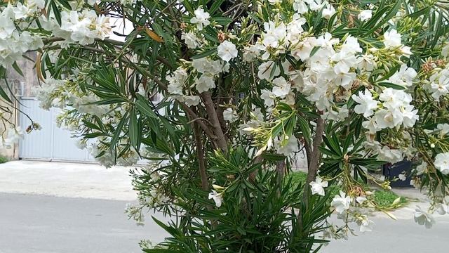 АБХАЗИЯ 2025, ПРО ДЕРЕВО МУШМУЛА, ч.6