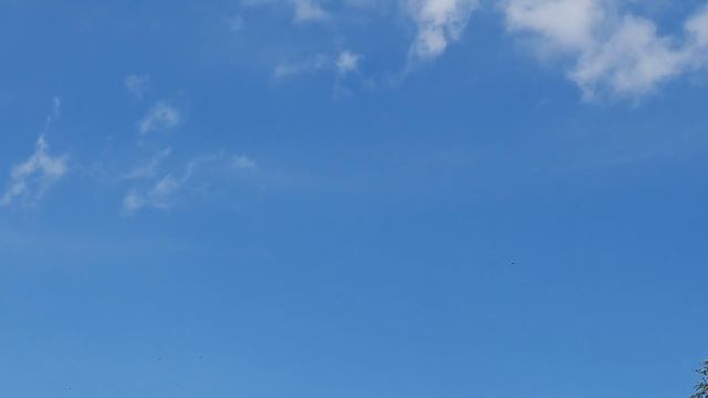 Мелькание пчёл