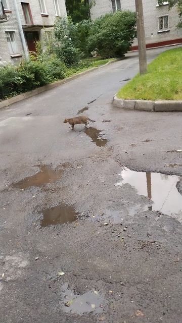 Бездомный котик идет по улице, 4 июня 2025.