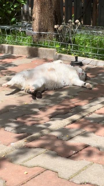 котик #киска #сон #релакс