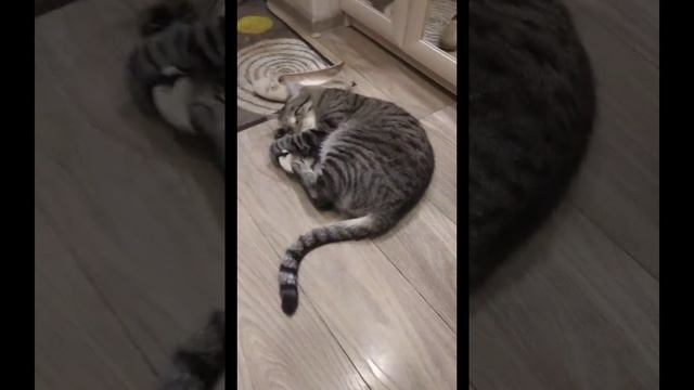 Кот обувь рвёт