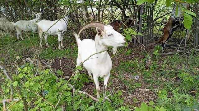 ЖИВОТНЫЕ - НА ПРИРОДЕ