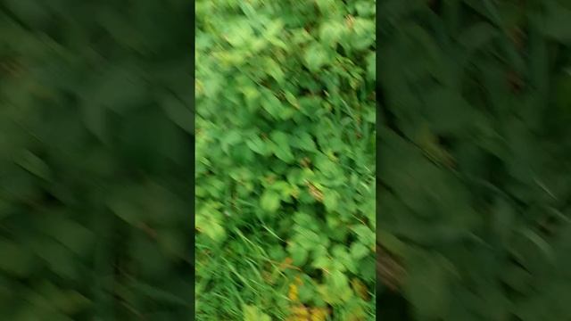 А вы видели как пчелы опыляют малину?