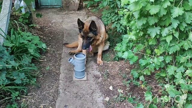 Хеддочка. Первая тренировка после операции! Прошло 2,5 месяца.