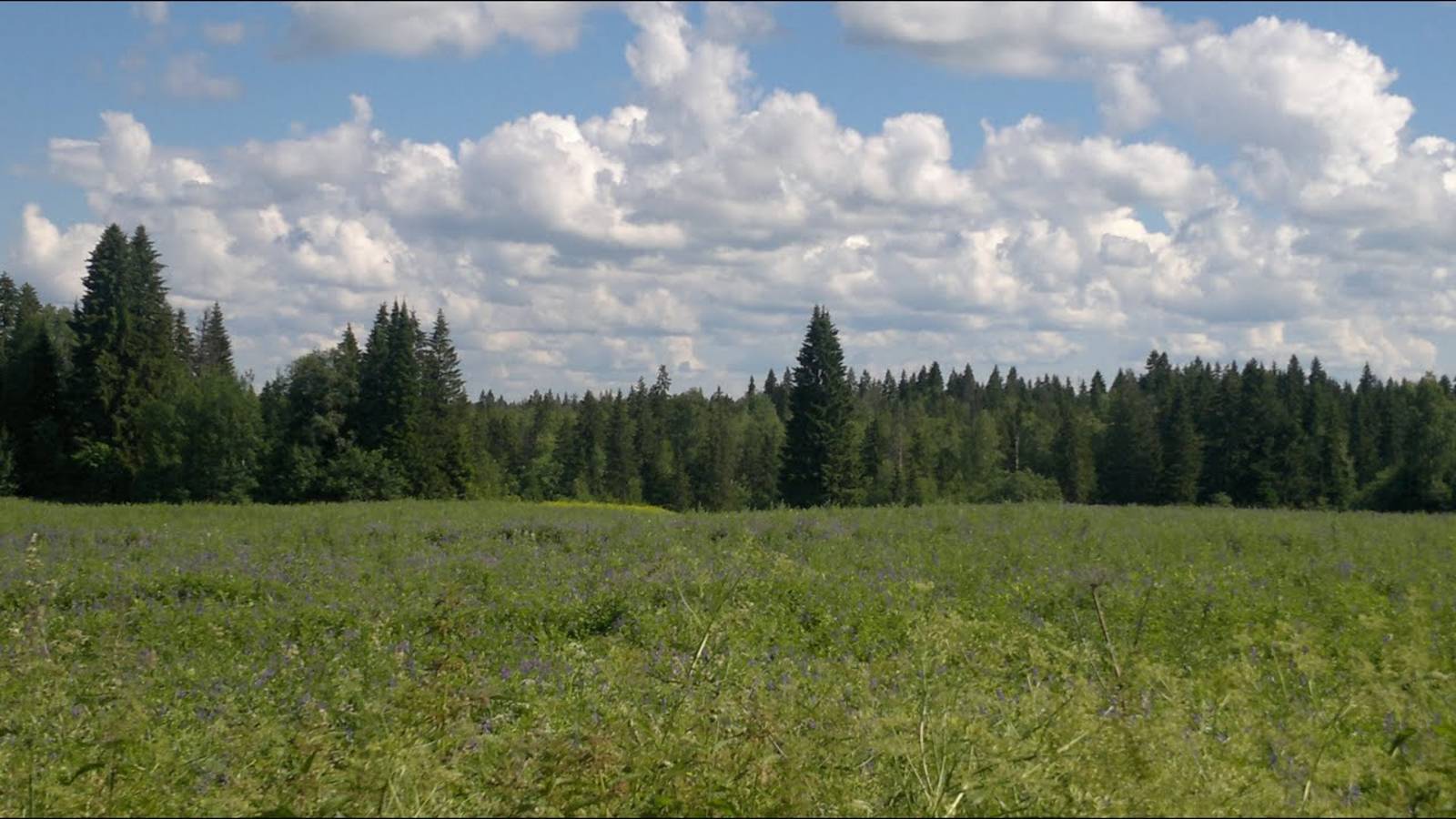 Природа. Прекрасное в простом. С дачного ракурса.