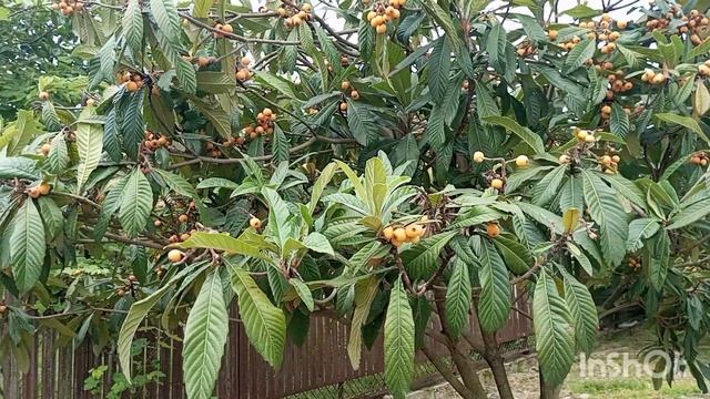 АБХАЗИЯ 2025, ПРО ДЕРЕВО МУШМУЛА, ч.4