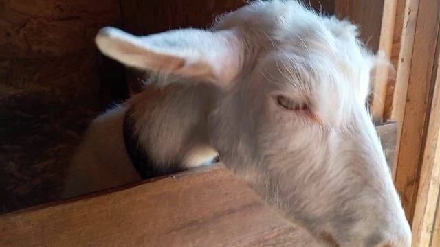 Как только полегче сразу в огород🍅🥒🌹🤷🤷. 🐱🐱Она такая кроха.