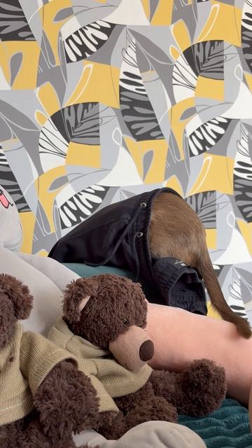 Работа кота 😀