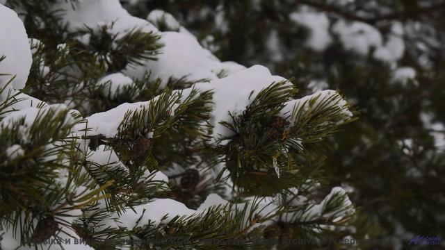 Звуки, материализующие мысли - где граница между наукой и магией - My-Freedoms -- Shaolin Dub -- Mac
