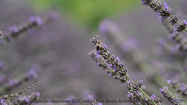 Глубокая мелодия встречается с нетронутой природой - Entrepreneurs -- Scott Holmes Music -- Music fo